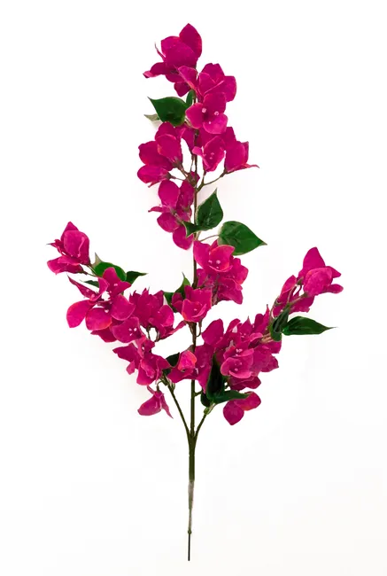 Vara — Producto