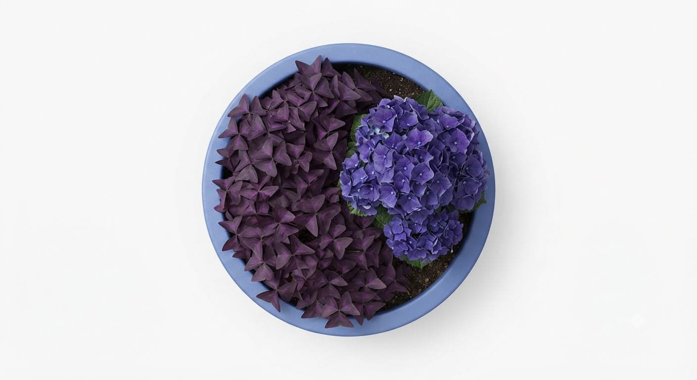 Pleno sol — Oxalis morado y Hortensia