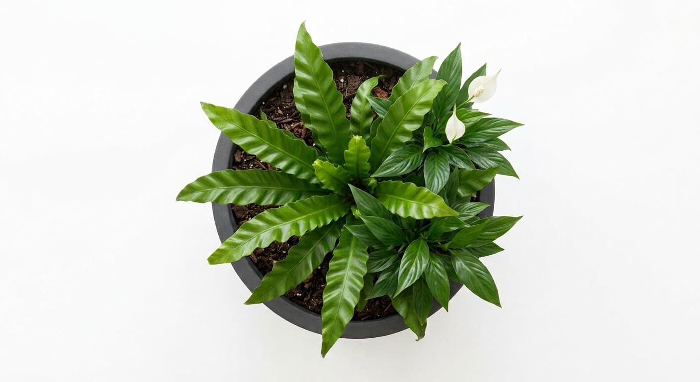 Semisombra — Asplenium y Spathiphyllum
