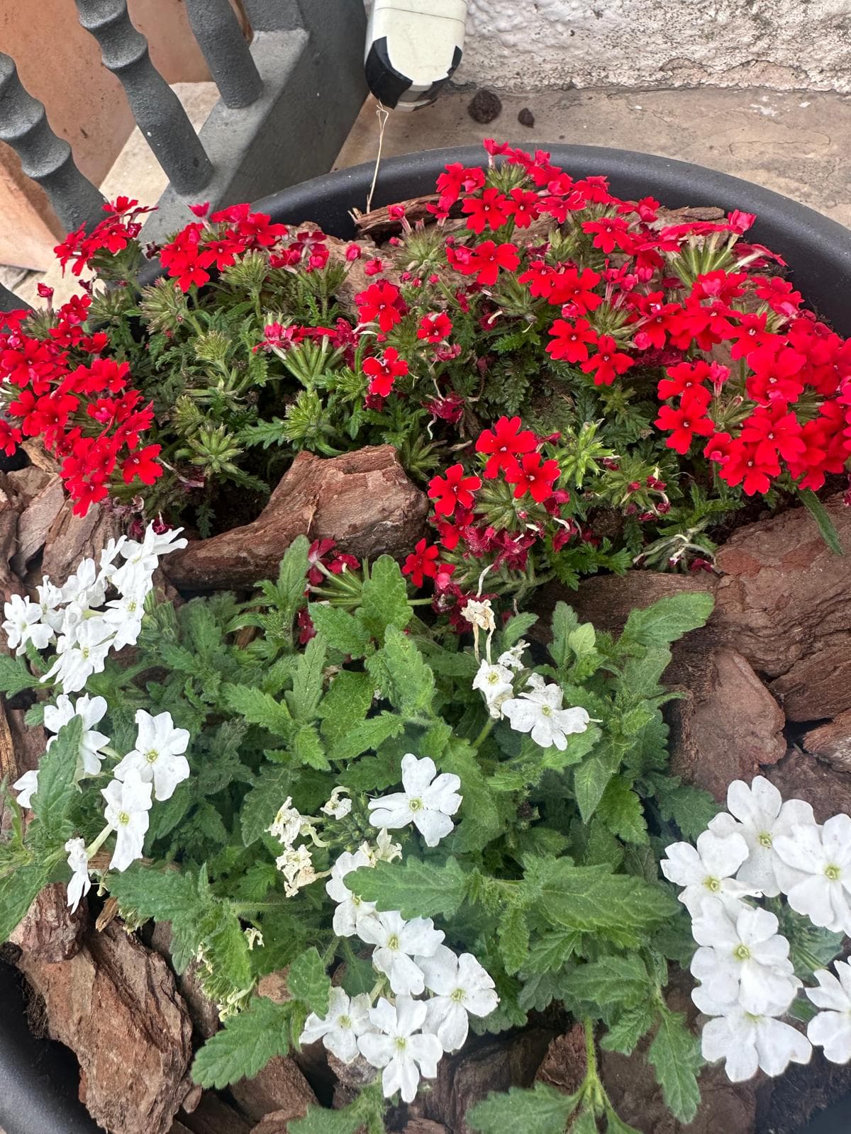 Flores de estación