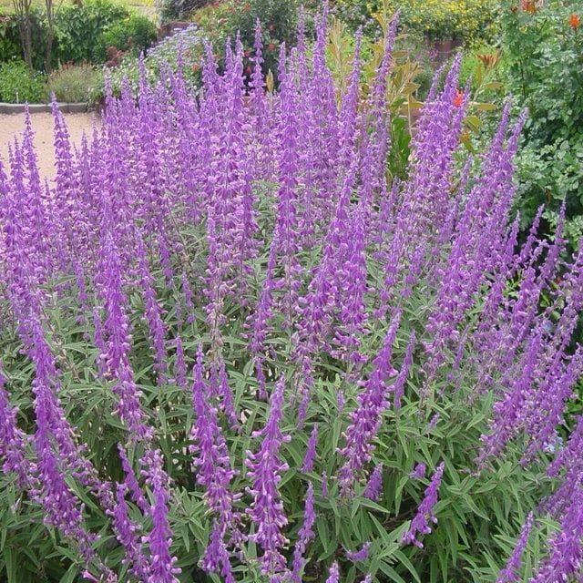 Lavanda