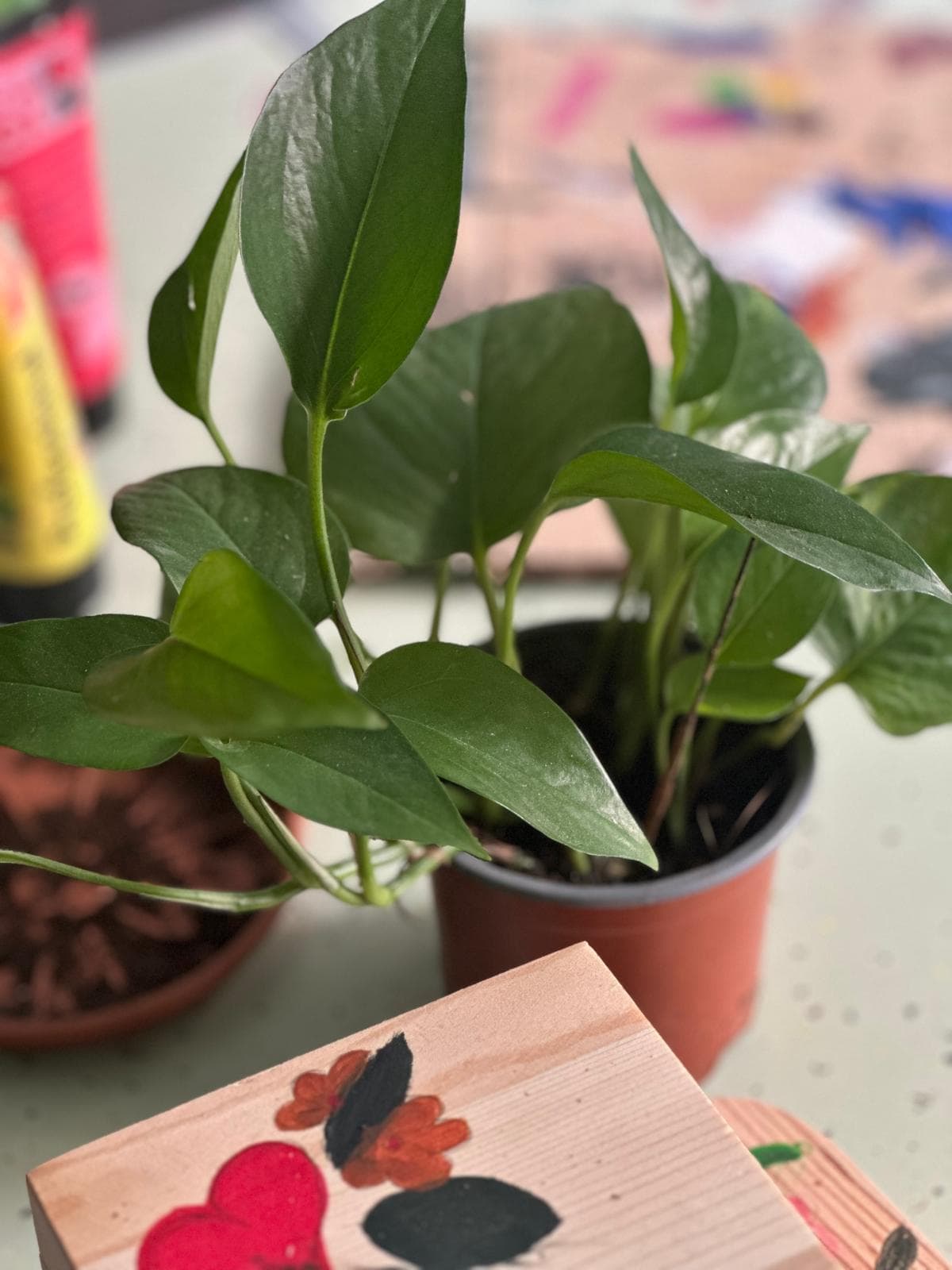 Pothos