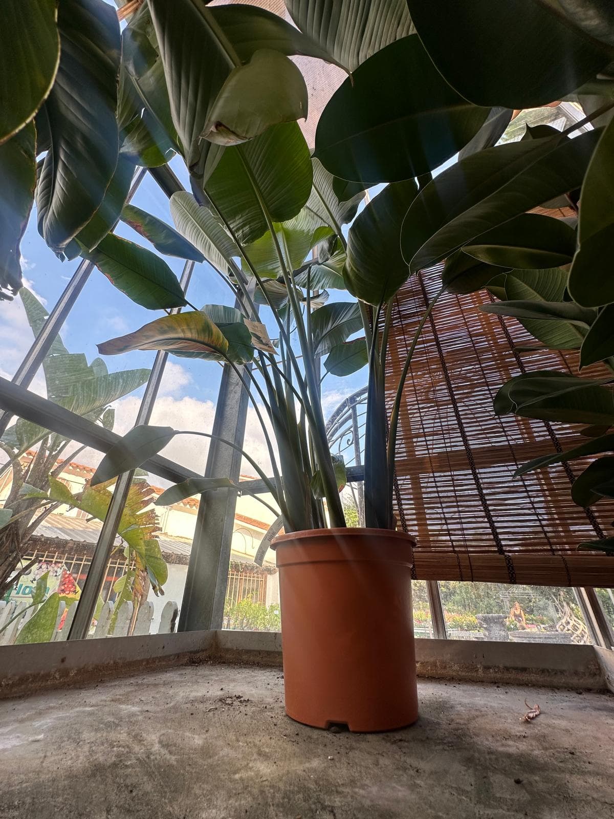 Strelitzia — foto 1