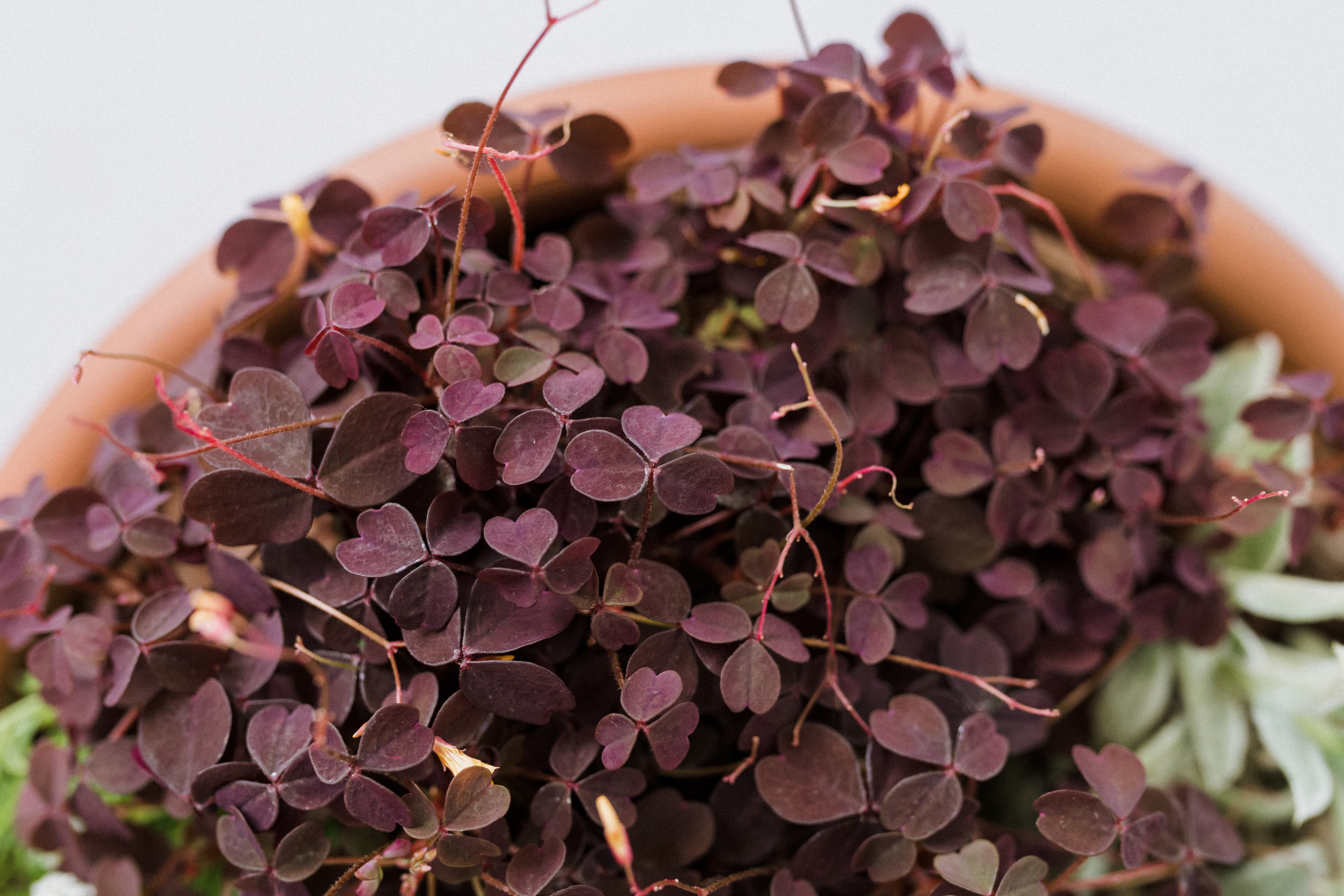 Oxalis