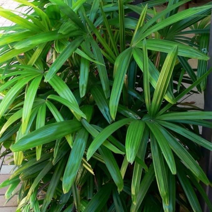 Palmera Raphis