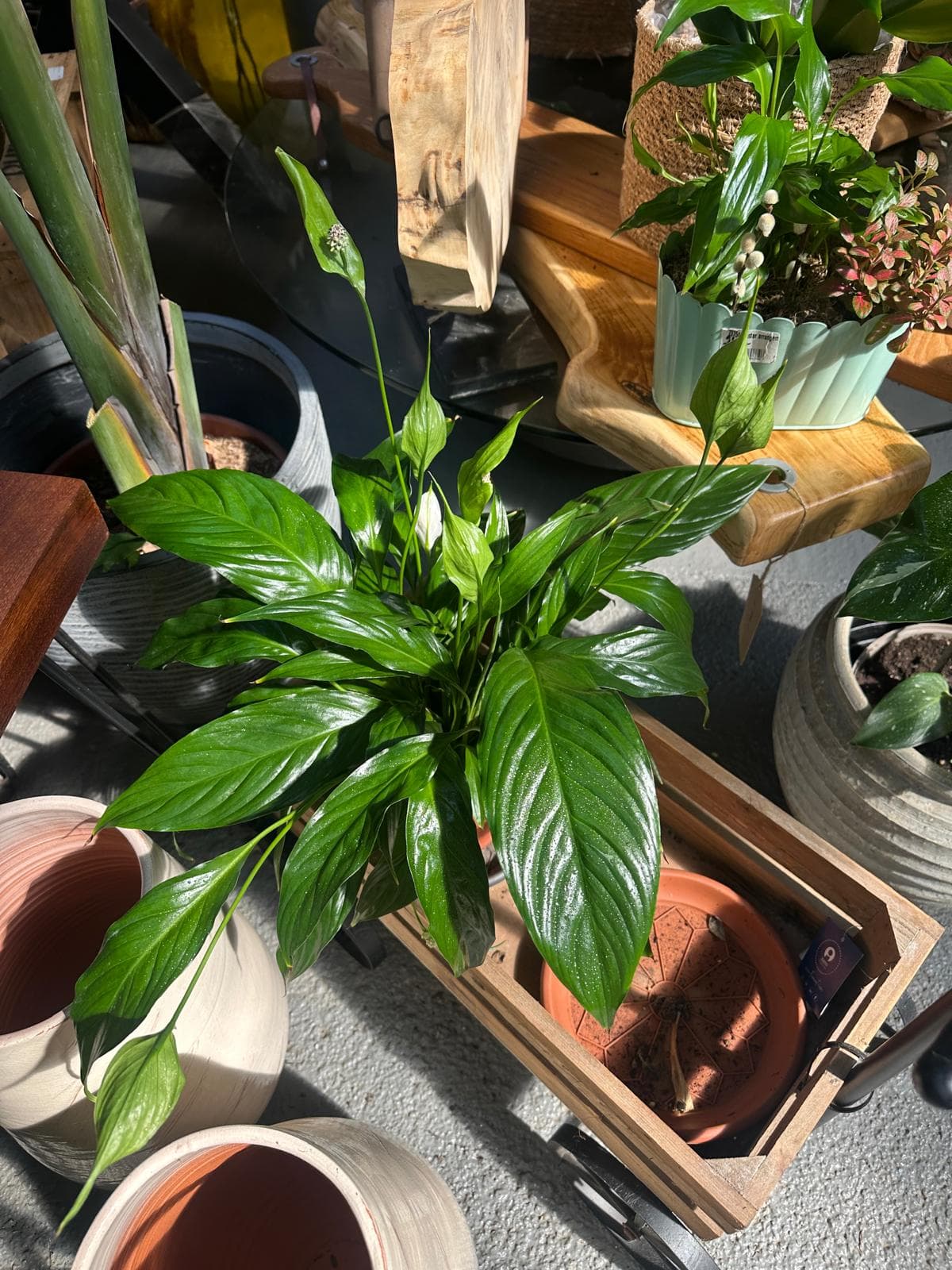 Spathiphyllum — foto 1
