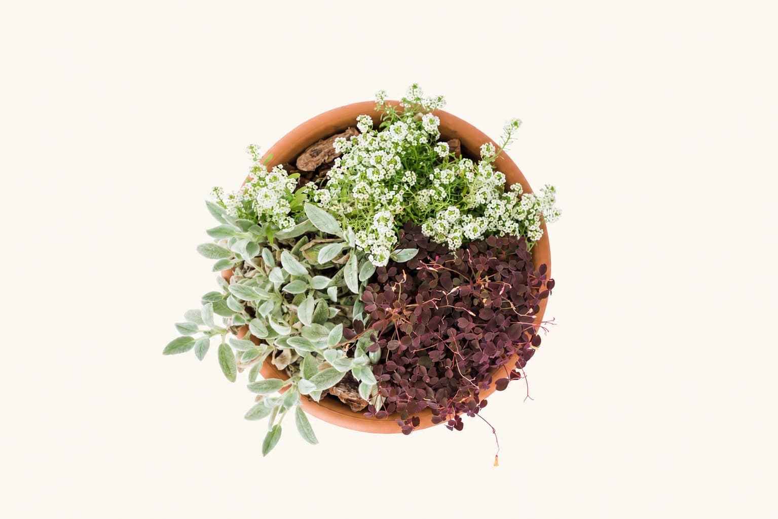 Macetero con flores blancas, hojas moradas y grises
